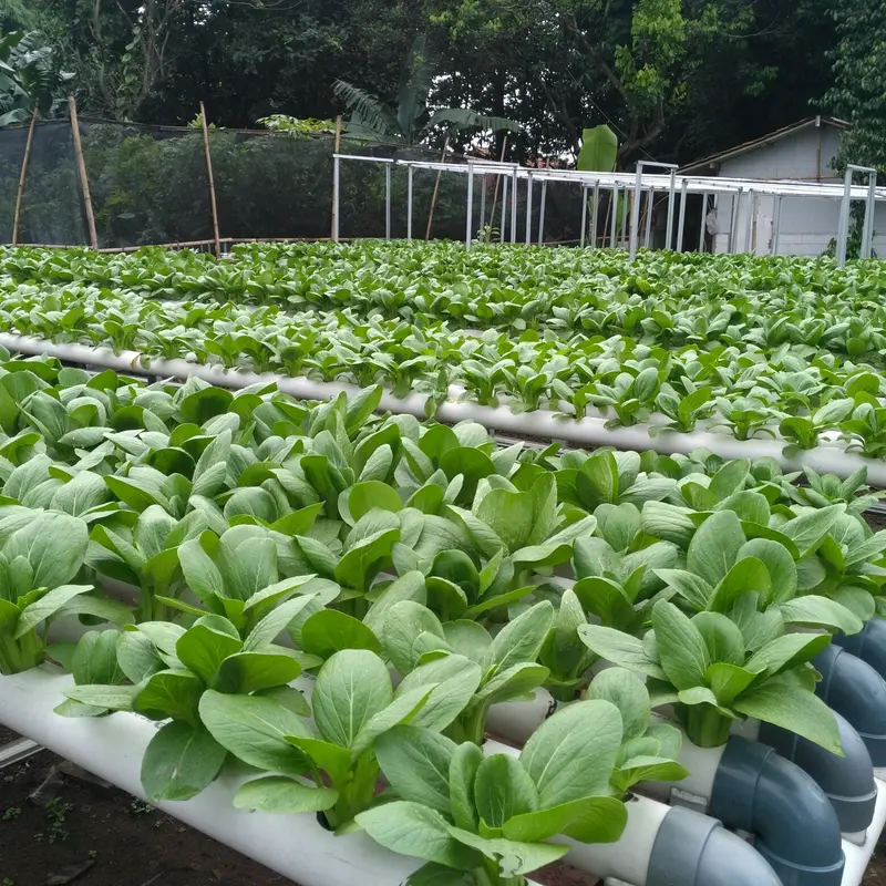 Nutrisi AB mix Premium Pekatan 5 Liter Sayuran Daun 4