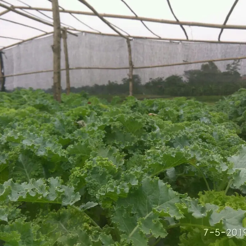Nutrisi AB mix Premium Pekatan 5 Liter Sayuran Daun 3