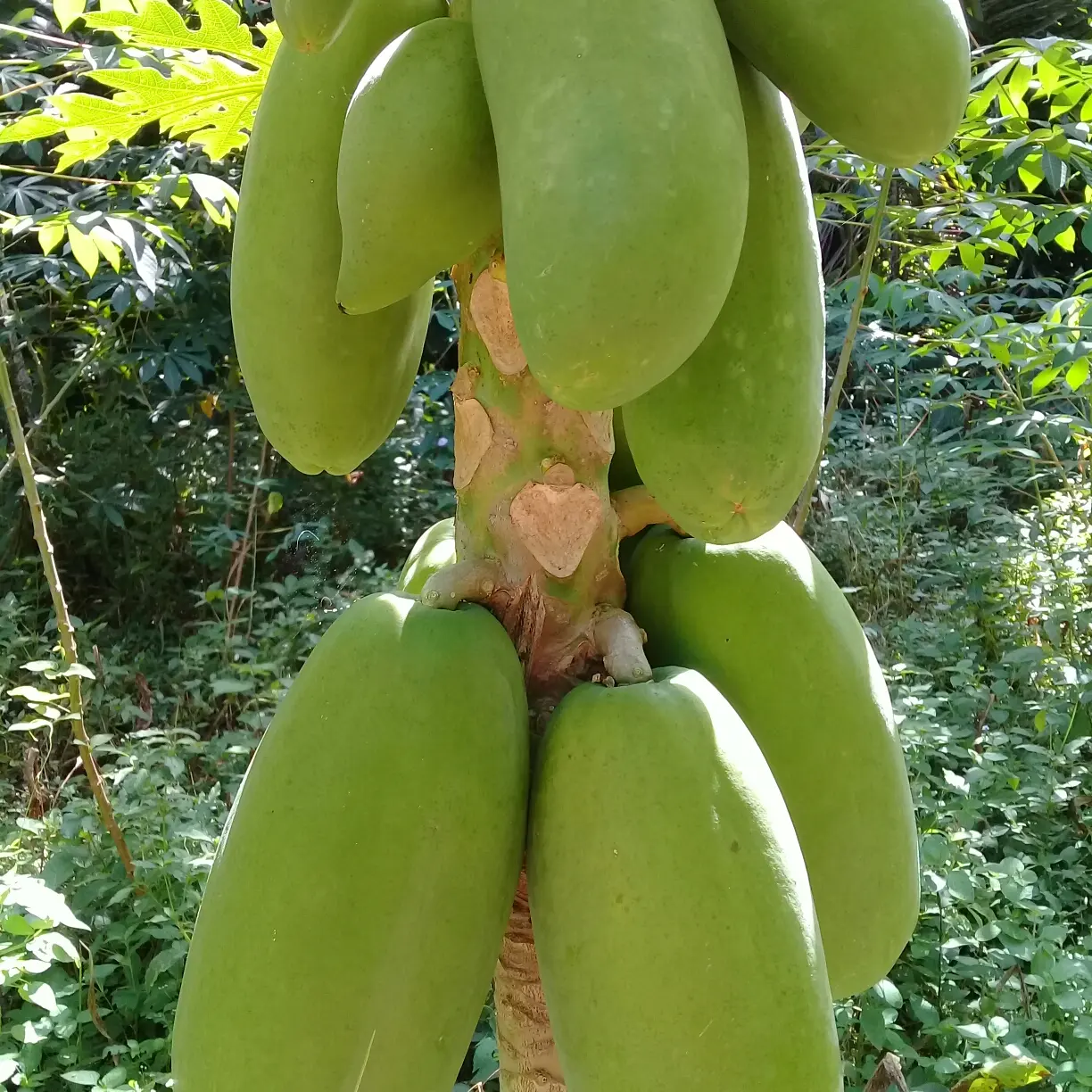 BUAH PEPAYA MUDA SETENGAH MATANG 1KG