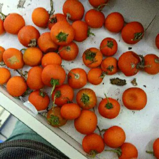 promo buah terong pari terong duri eaot 300gram fres segar