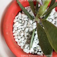 Gambar Perlite 1 kilogram with Box dari CNS Store Indonesia Kota Administrasi Jakarta Pusat 4 Tokopedia