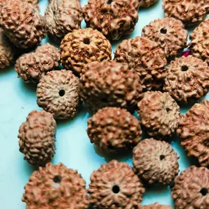 rudraksha Jenitri Mukhi 8