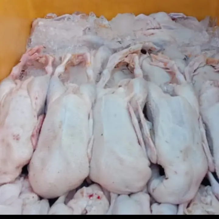 bebek hibrida murah