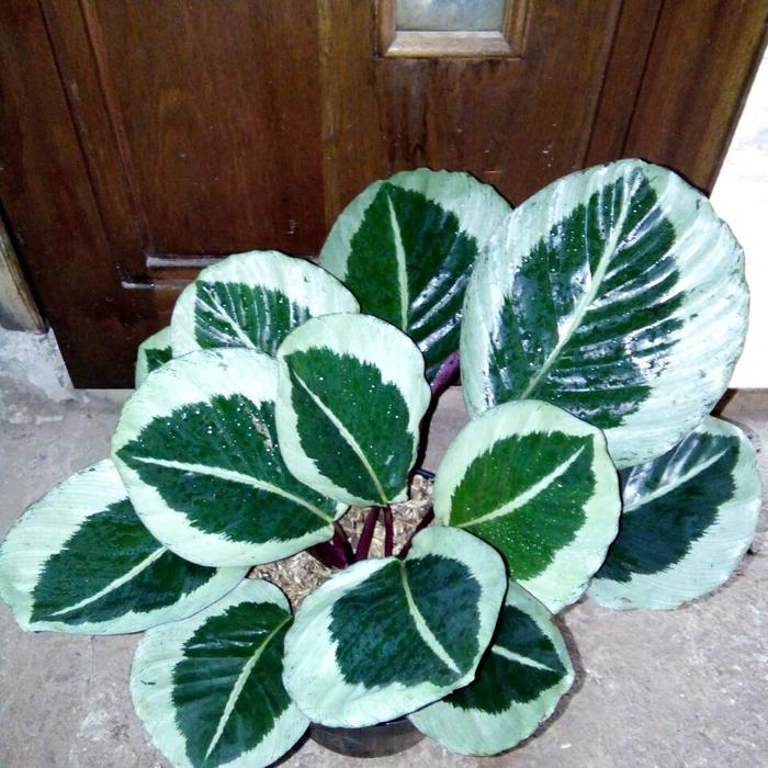 Jual calathea roseopicta cynthia /tanaman calathea cynthia - Kab. Bogor -  Karya Alam Plants | Tokopedia
