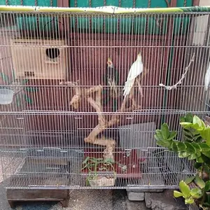 kandang galvanis T100