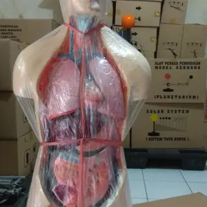 Alat Peraga Pendidikan Biologi Model Tubuh Manusia Setengah Badan Dewasa Tinggi 90cm Bahan Fiber Plastik Torso Laki Laki Termurah