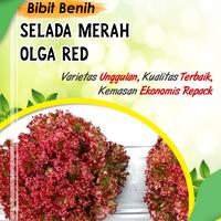 Gambar 100 biji Benih sayuran selada - bibit sayuran selada merah Olga Red - Selada olga red dari Nada fast benih jaya Kab. Banyumas 3 Tokopedia