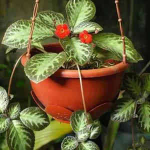 Tanaman Hias Gantung - Bunga Episcia Beludru - Hitam Putih