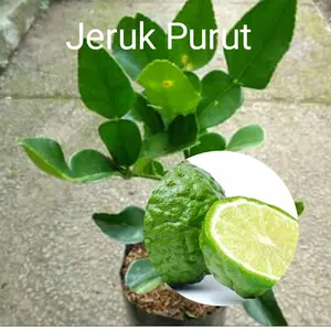 bibit jeruk purut hasil biji semai terbaik