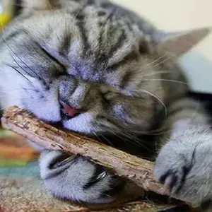 CATNIP Stick Snack Kucing Catnip Murni Natural Matabi Cat Toys Cat nip