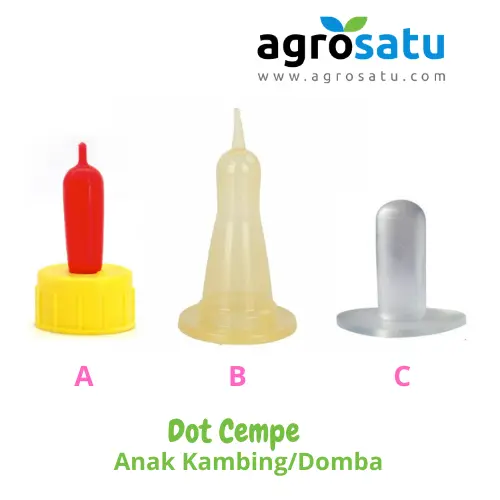 Dot Cempe Anak Kambing Domba