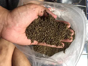 Benih indigofera termurah 300 biji lebih kualitas super