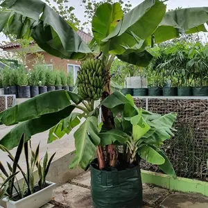 bibit pohon pisang tanduk unggul