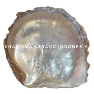 KULIT KERANG MUTIARA 15-17cm MOTHER OF PEARL 16-18cm MOP KULIT KERANG