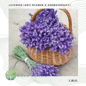 Benih Bibit Biji - Bunga Lavender (Anti Nyamuk & Aromatherapy Alami) - IMPORT