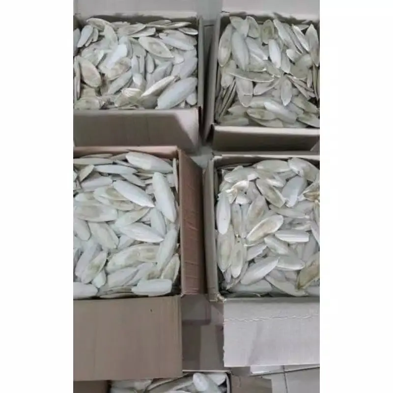 Tulang sotong untuk reptil kura kura gecko Lovebird kenari hamster