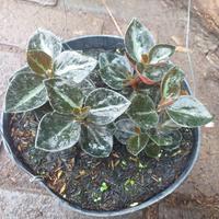 Gambar Tanaman hias gantung peperomia metalica dari podo joyo group Kota Administrasi Jakarta Timur 1 Tokopedia