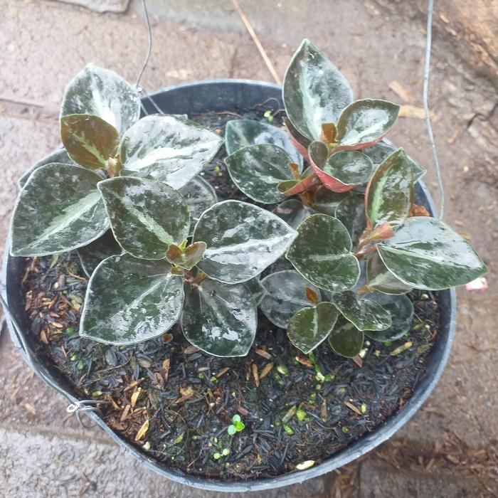 Gambar Tanaman hias gantung peperomia metalica dari podo joyo group Kota Administrasi Jakarta Timur Tokopedia