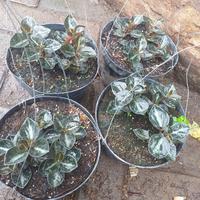 Gambar Tanaman hias gantung peperomia metalica dari podo joyo group Kota Administrasi Jakarta Timur 3 Tokopedia