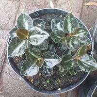 Gambar Tanaman hias gantung peperomia metalica dari podo joyo group Kota Administrasi Jakarta Timur 2 Tokopedia