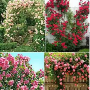 1 Benih Biji Bunga Mawar Rambat Red Climbing Rose