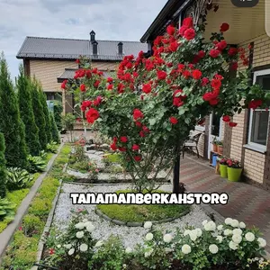 tanaman hias mawar rambat bunga merah