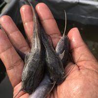 Gambar Benih lele jenis mutiara dan sangkuriang kwalitas super size 8-9cm dari Haris Benih ikan Bekasi timur Kab. Bekasi 1 Tokopedia