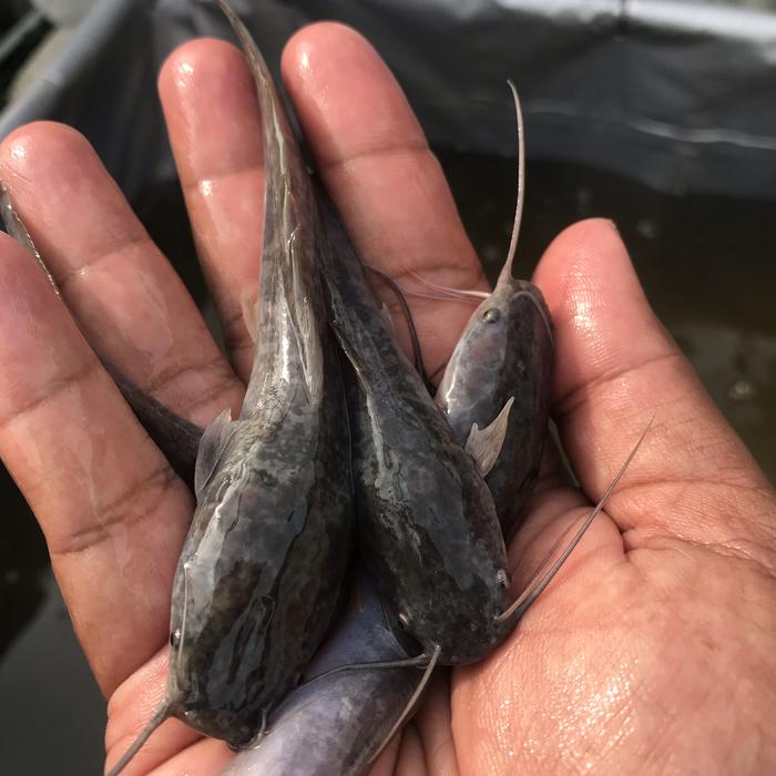 Gambar Benih lele jenis mutiara dan sangkuriang kwalitas super size 8-9cm dari Haris Benih ikan Bekasi timur Kab. Bekasi Tokopedia