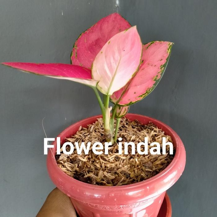 Gambar bibit aglonema red anjamani - Tanaman Hias aglonema red Anjamani dari flower_indah Kota Depok Tokopedia