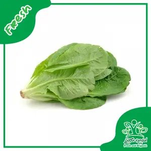 Selada Romain - Sayur Kendal