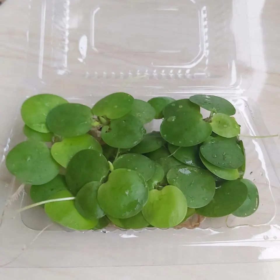 amazon frogbit aquascape/hiasan aquarium (permika)