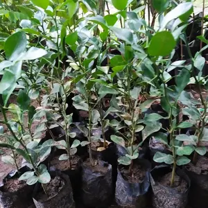 Bibit Jeruk Purut Daun Bumbu masak,   Cocok di Berbagai Kondisi Tanah dan Dalam Pot Berkualitas Tinggi