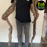 Gambar Kayu Santigi Laut ukuran XL dari Dunia Anura 99 Kota Administrasi Jakarta Barat 2 Tokopedia