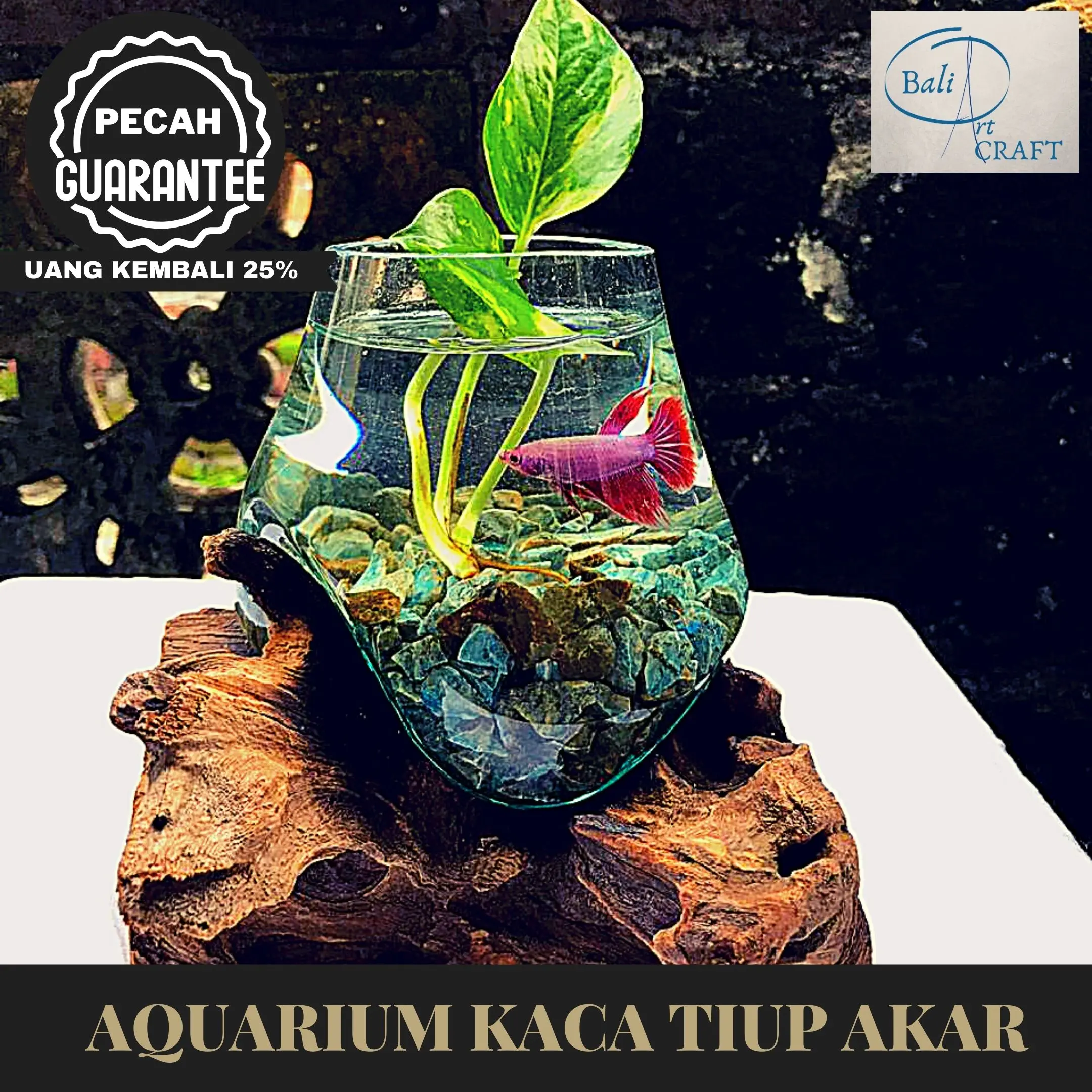 PROMO GILA - AKUARIUM IKAN CUPANG 15 CM KACA TIUP KAYU AKAR BALI
