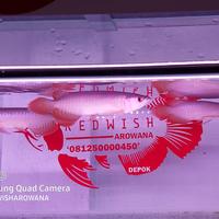 Gambar hiasan aquarium arwana super red 16cm gen pedas dari redwish_NEW Kota Depok 2 Tokopedia