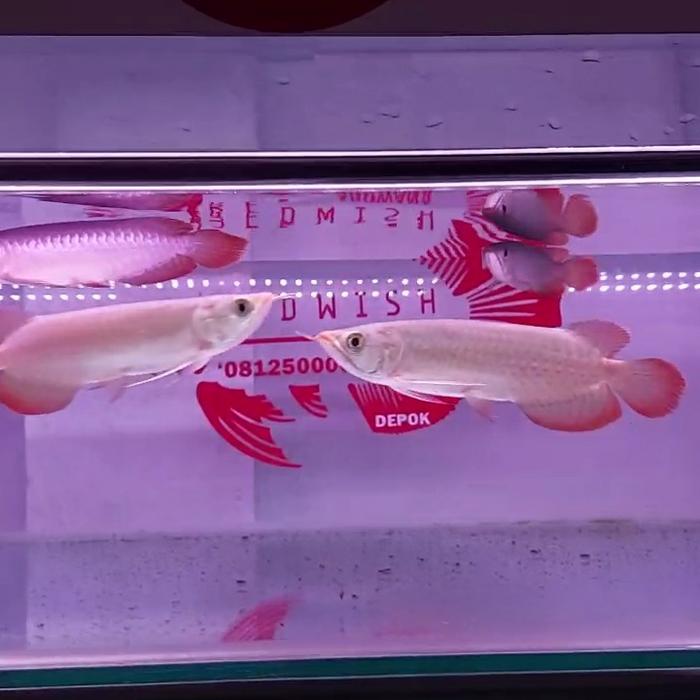 Gambar hiasan aquarium arwana super red 16cm gen pedas dari redwish_NEW Kota Depok Tokopedia