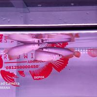 Gambar hiasan aquarium arwana super red 16cm gen pedas dari redwish_NEW Kota Depok 3 Tokopedia