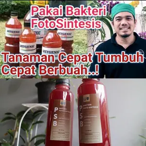Biang psb bakteri fotosintesis 250 ml