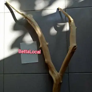 tangkringan kayu kopi burung