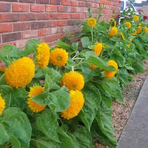 1 Benih Matahari Teddy Bear Sunflower Cocok Mudah Tumbuh