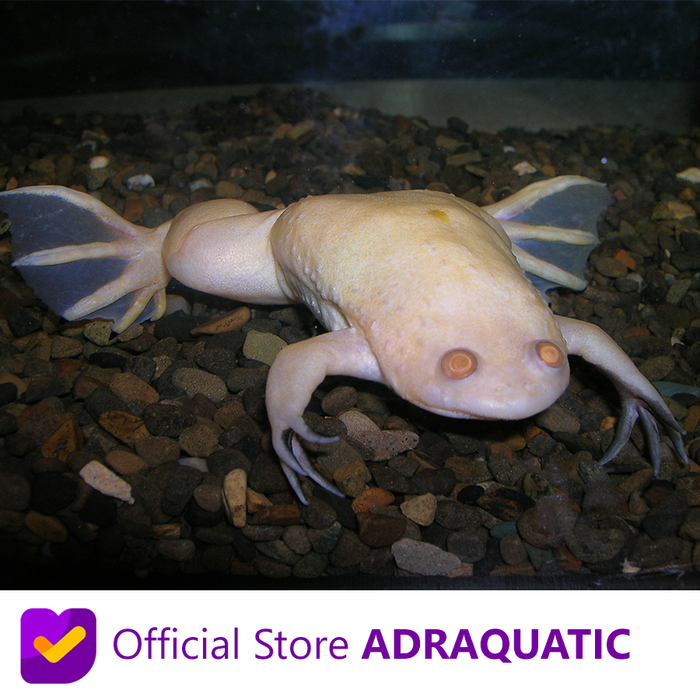 Gambar Katak Air Albino Aquarium African Clawed Frog Kodok dari ADRAQUATIC Kota Bandung Tokopedia