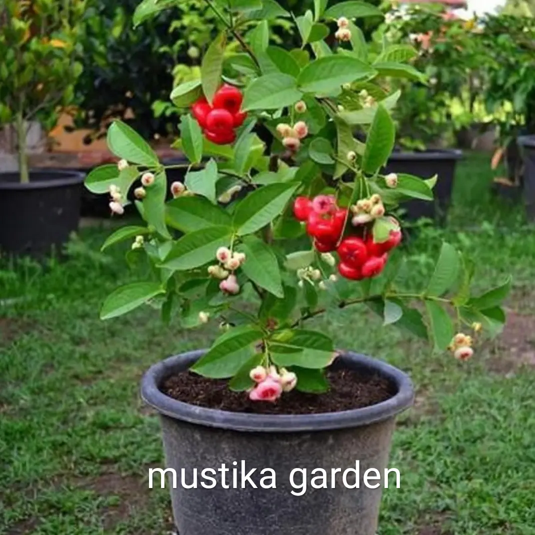 Bibit jambu kancing merah okulasi berkualitas