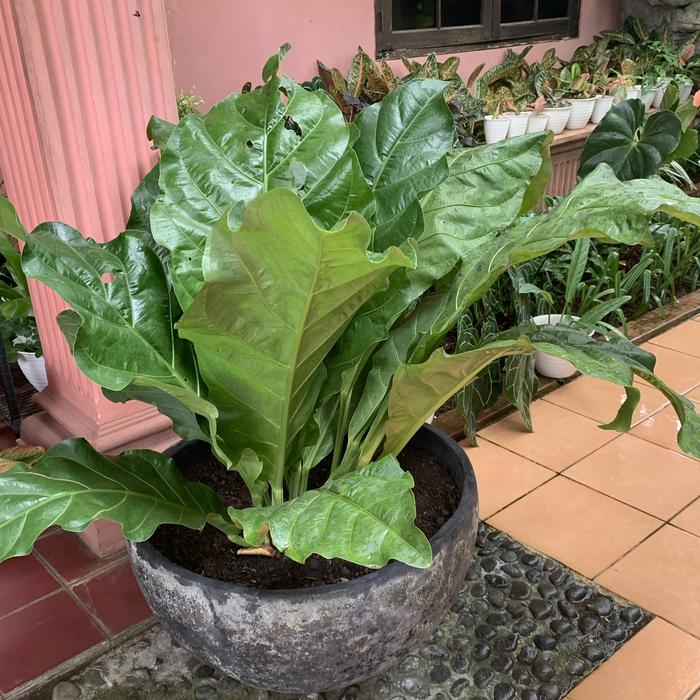 Jual Tanaman mewah anthurium jemani cobra jumbo,anthurium pedang, philo -  Philodendron - Kota Administrasi Jakarta Selatan - Khans Gallery | Tokopedia