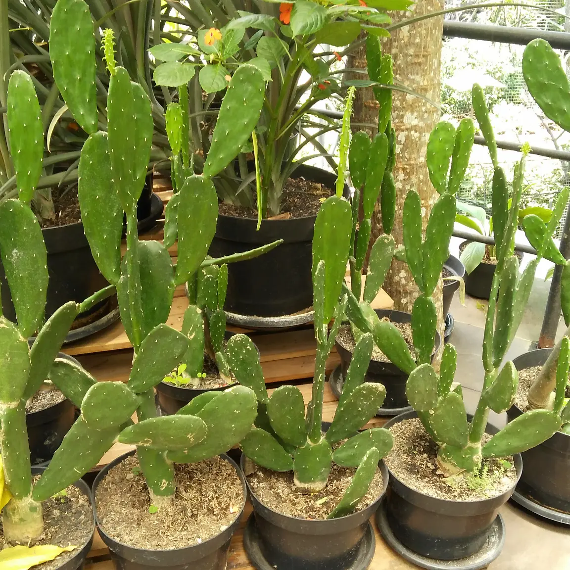 Kaktus Centong makanan kura / torto