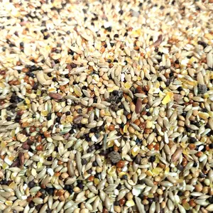 umpan kenari kiloan murah curah