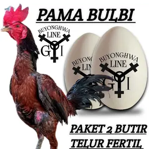 ayam pama bangkok thailand telur fertil paket 2 butir