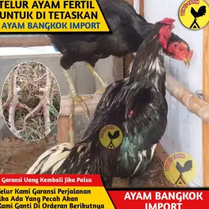 TELUR TETAS FERTIL AYAM BANGKOK THAILAND X BABON BANGKOK IMPORT F1 -