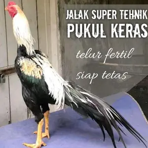 ayam bangkok ekor lidi super aduan asli telur fertil segar