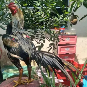 Ayam bangkok telur fertil super f1 asli ekor lidi thailand koytrad