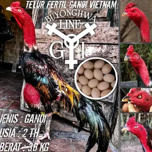 ayam bangkok ganoi vietnam aduan super pukul keras telur fertil paket